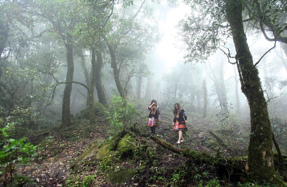 grandiose beauty of ta lien son forest in lai chau