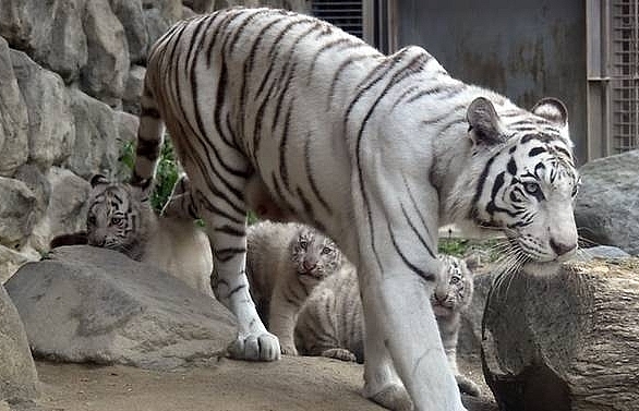 White tiger kills Japan zookeeper in rare attack