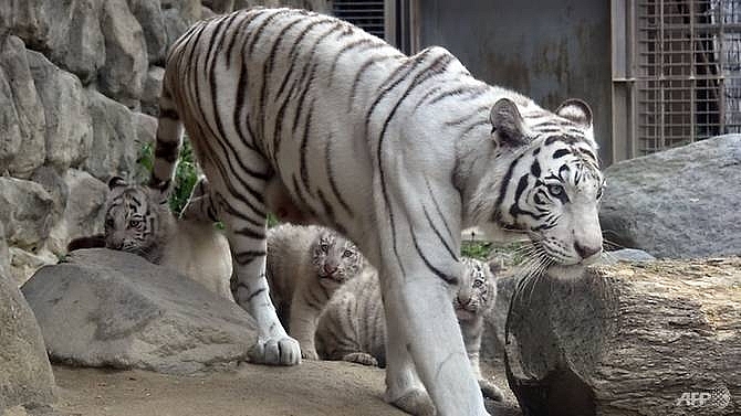 white tiger attack