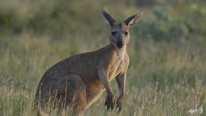 australia kangaroo attack leaves three hurt