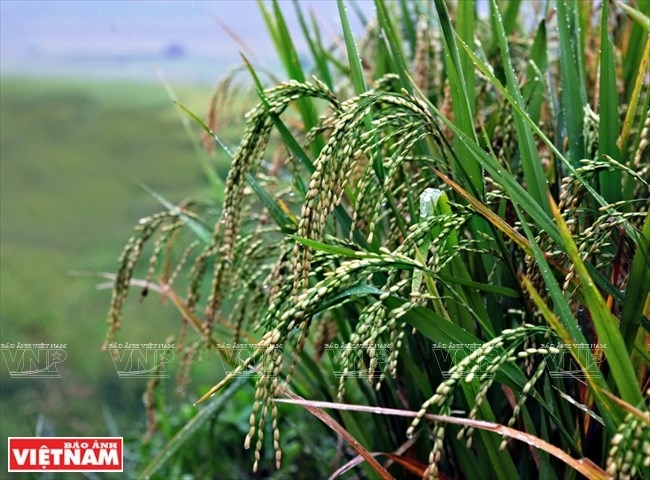 young sticky rice flakes delicacy of hanois autumn