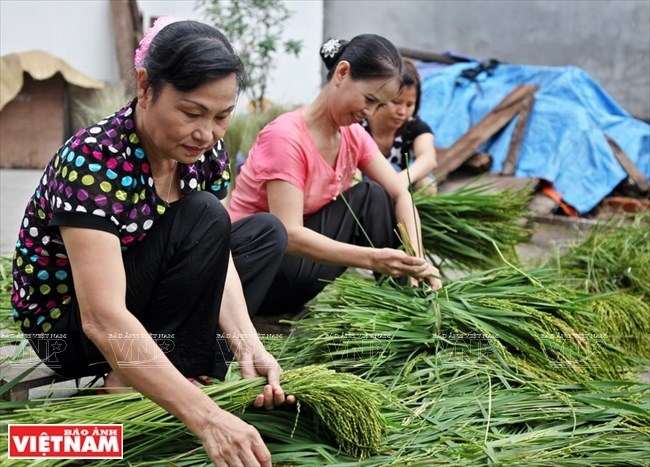 young sticky rice flakes delicacy of hanois autumn