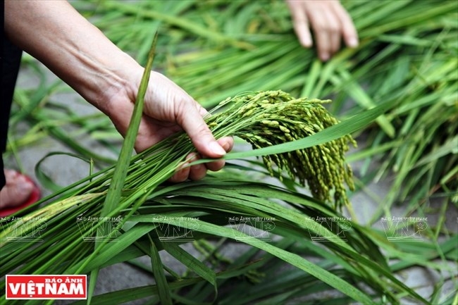 young sticky rice flakes delicacy of hanois autumn