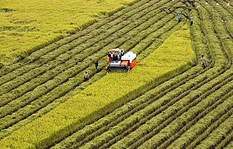 Hau Giang, RoK link up on farm tech