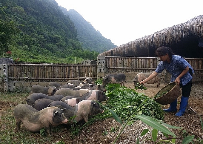 tea pork farm makes a big hit in ninh binh