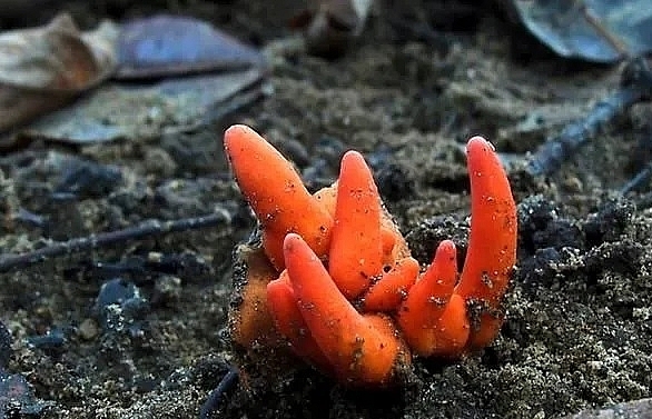 killer japanese fungus found in australia