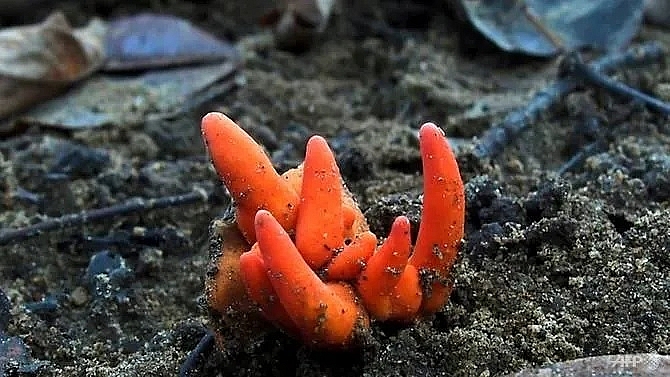 killer japanese fungus found in australia