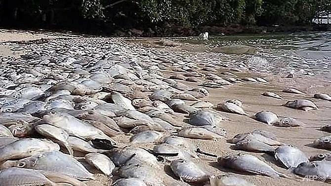 stinking ponyfish blanket thai tourist beach