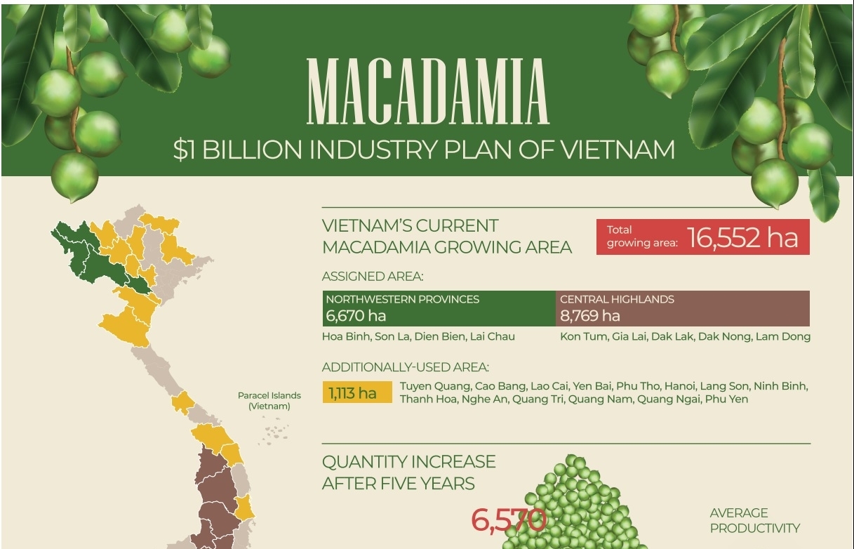 Macadamia $1 billion industry plan of Vietnam (Infographics)