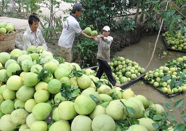 chile opens door for vietnams pomelo