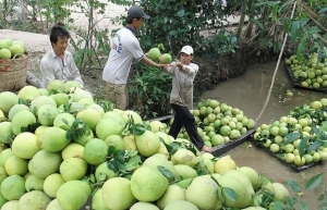 Chile opens door for Vietnam’s pomelo