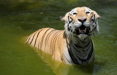 Focus on India as world meets to save tiger