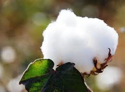 Cotton price surge threatens 'cheap fashion'