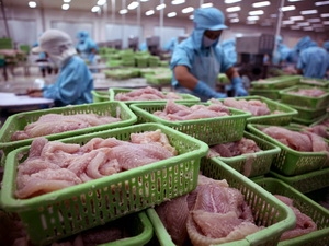 death of pangasius shrimps in mekong delta