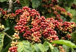 vnd5 trillion to purchase coffee from farmers