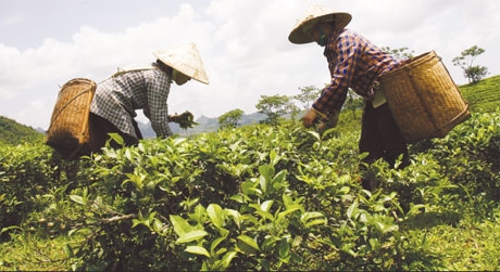 thai nguyen tea conquers all choosy foreign consumers