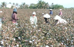 Cotton firms spinning