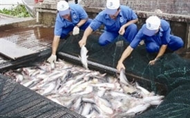 tra fish exports in mekong delta reach 14 billion