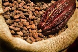 cocao growers meet standards