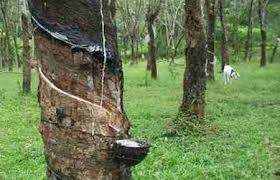 rubber sector needs to bend with the times