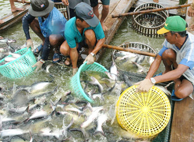 seafood breeders accessing loans at high interest rates