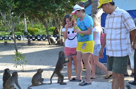 wildlife thrives on monkey island