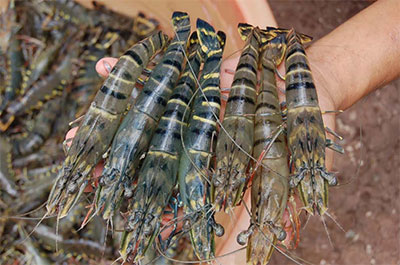 vietnamese shrimps penetrate korean market