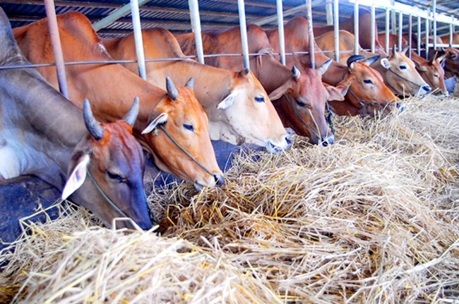 soc trang expands dairy farming