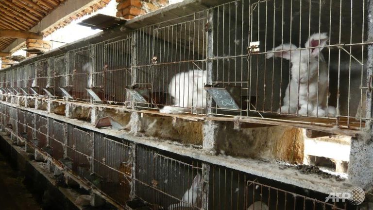 hm stops making angora products after rabbit torture video