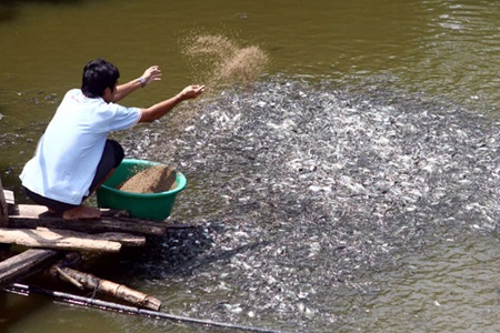 dong thap aims to boost rice fish farming