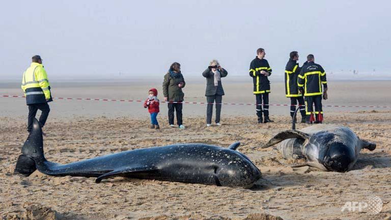 whales washed up in northern france