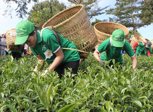 lam dong seeks market for tea