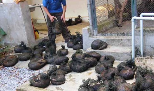 over 30 pangolins die in vietnam reserve due to legal issues