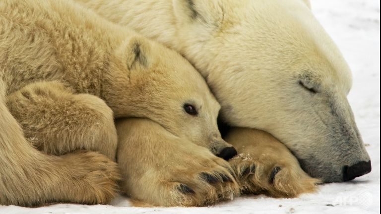 climate change could slash polar bear numbers 30 by 2050