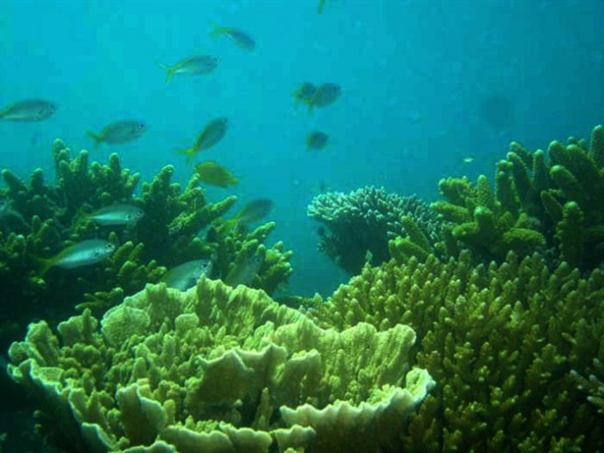 200ha of bleached Côn Đảo corals recover naturally