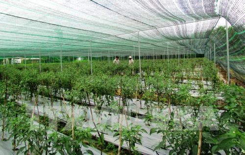 Hai Phong to develop 5,800 hectares of hi-tech farms by 2030