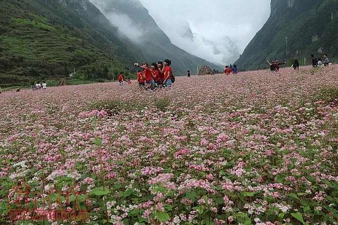 buckwheat flower festival in ha giang promises diverse activities