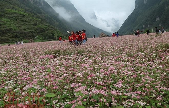 Buckwheat flower festival in Ha Giang promises diverse activities