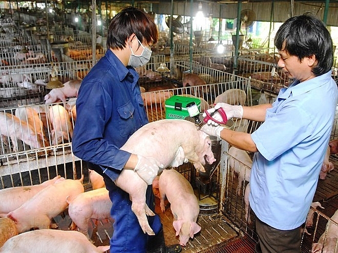 vietnam can now produce foot and mouth disease vaccine