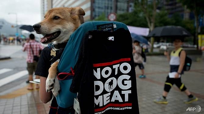 south korea closes biggest dog slaughterhouse complex