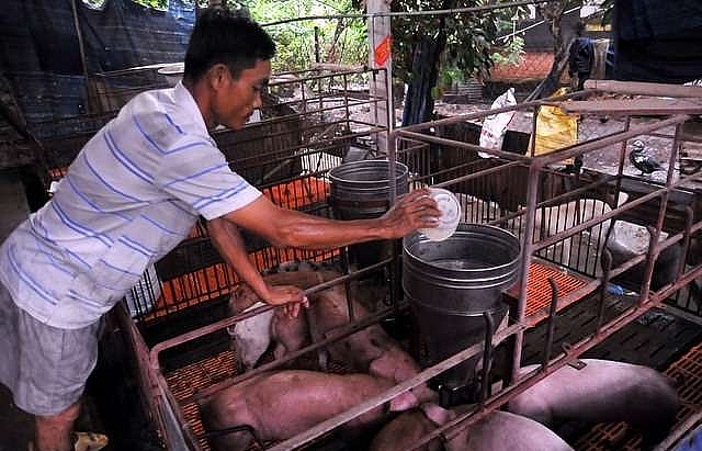 Dong Nai to spend billions on preventing deadly pig disease