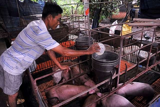 dong nai to spend billions on preventing deadly pig disease