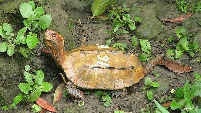 dozens of endangered turtles disappear from japan zoo