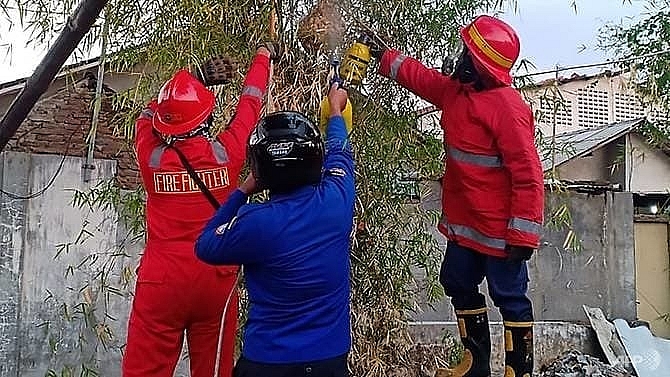 angry hornets kill 3 in indonesia