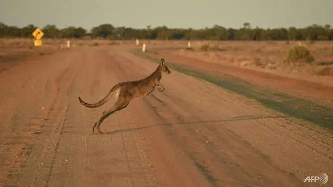 australian kangaroo killer avoids jail