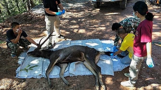 dead deer found in thailand with 7kg of plastic in stomach