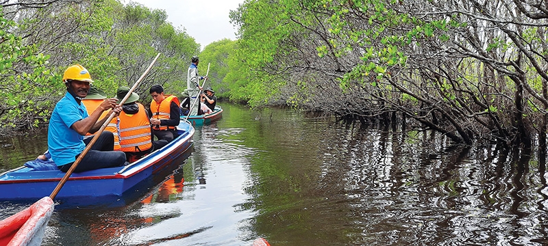 livelihoods transformed with mangrove forest protection