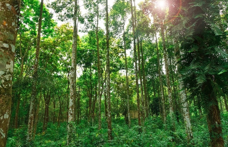 COP26 leaders vow new drive to save forests