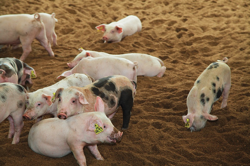 The fluctuations of live pig prices require united efforts from farmers, localities, and management agencies
