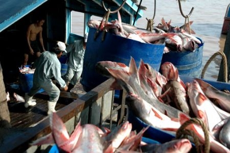 WWF offers apology and removes tra fish from their consumer red list